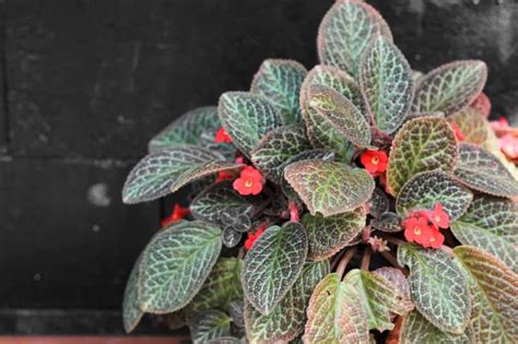 Flame Violet (Episcia cupreata): All You Need To。